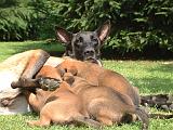 TETER - MALINOIS  146